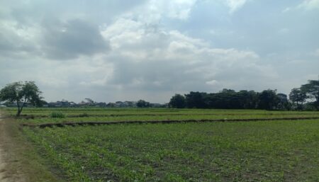 Lahan pertanian di Kelurahan Pakunden Kota Blitar, Senin (29/7/2024). (foto : Winanto/beritajatim.com)