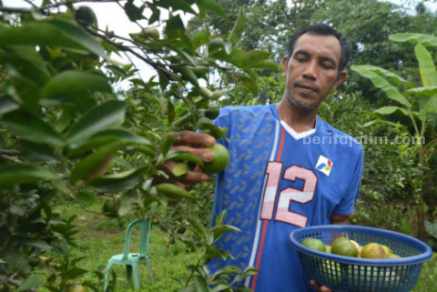 Hampir Menyerah, Pertanian Organik Khairil Akhirnya Berbuah Manis