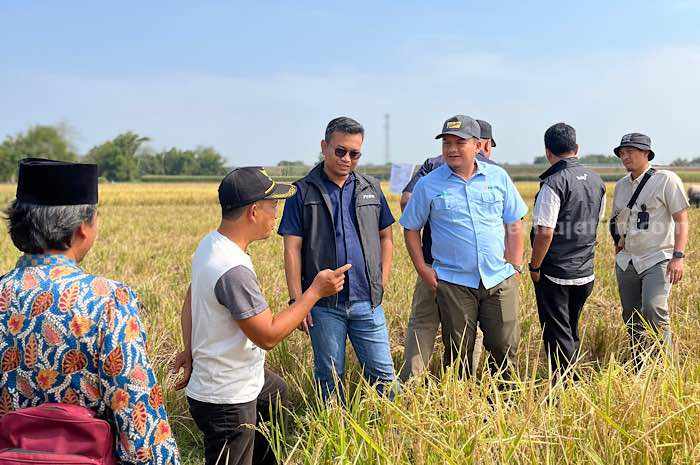 Transformasi Bulog Serap Gabah Petani Nganjuk Melalui Program Mitra Tani