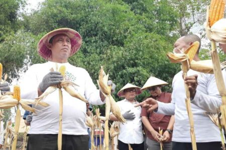 KTH di Bojonegoro Panen Jagung Hasil Metode Pertanian Pengendalian Hama Terpadu KTH di Bojonegoro Panen Jagung Hasil Metode Pertanian Pengendalian Hama Terpadu