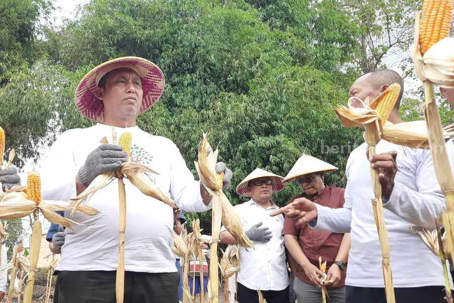 KTH di Bojonegoro Panen Jagung Hasil Metode Pertanian Pengendalian Hama Terpadu