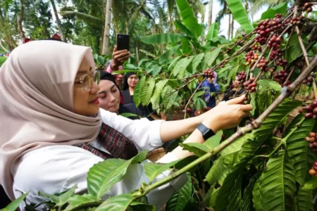 Tim HAKI Kemenkum HAM Verifikasi Kopi Robusta Banyuwangi
