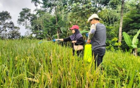 Mahasiswa Universitas Jember Ciptakan Monoxenic untuk Hadapi Serangan Hama