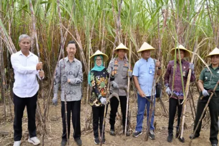 Bupati Blitar Panen Tebu Bersama Pabrik Gula Rejoso Manis Indo Rini Syarifah