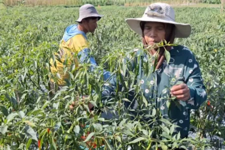 Petani cabai di Kelurahan Sarangan, Plaosan, Magetan.