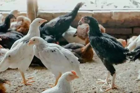 Begini Tips Sukses Ternak Ayam Kampung Ala Pakar UGM Ilustrasi ayam joper atau Jowo Super. (Instagram/berlinefarm)