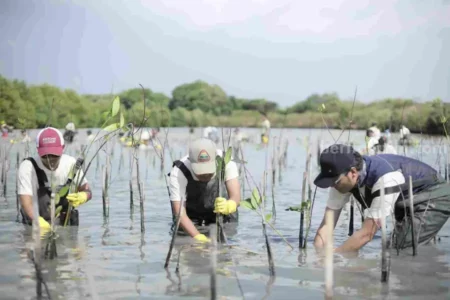 Freeport dan Warga Gresik Tanam Mangrove di Lahan Kritis