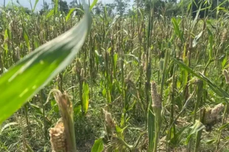 Tanaman jagung petani di Lumajang hancur diserang tikus.