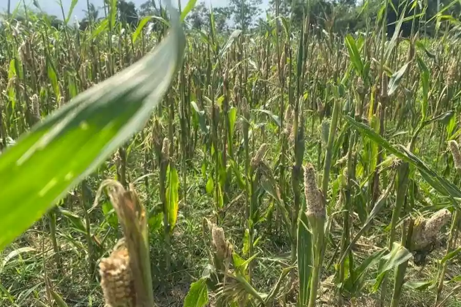 Tanaman jagung petani di Lumajang hancur diserang tikus.