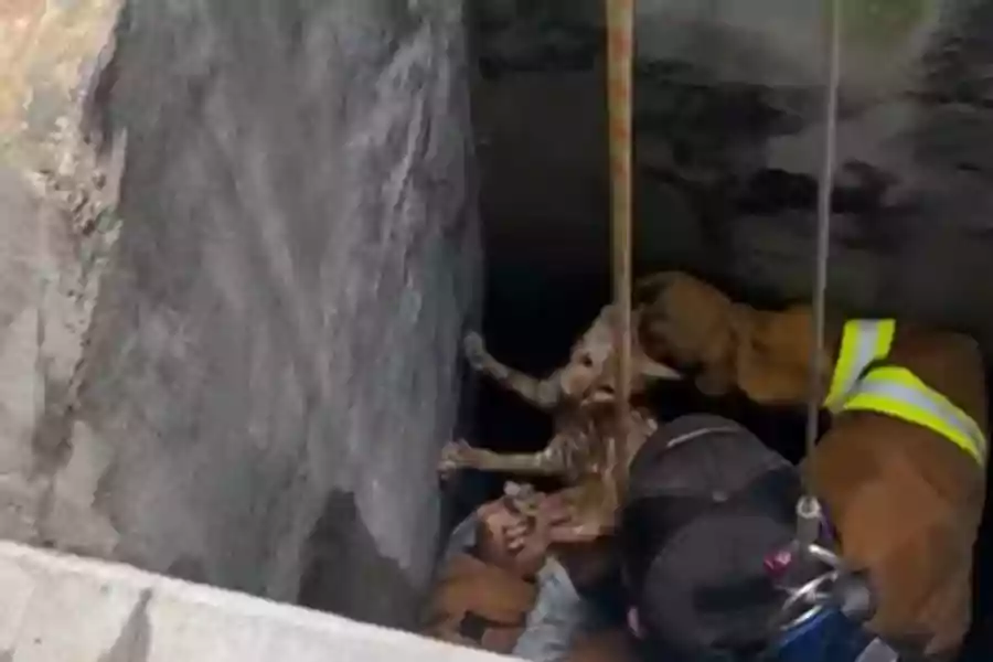 Petugas Damkar saat mengevakuasi seekor kucing.