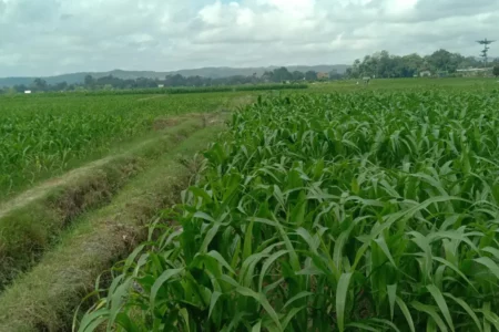 Kemarau Panjang, Lima Kecamatan Blitar Rawan Kekeringan