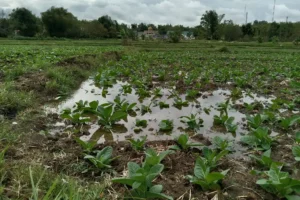 Hujan Deras Guyur Sampang, Petani Tembakau Khawatir foto beritajatim