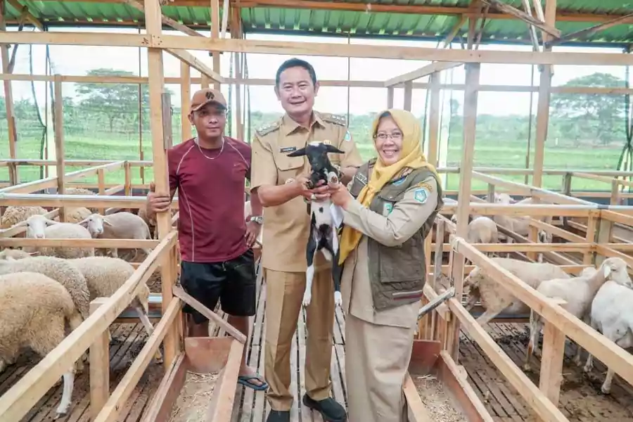 Bupati Lamongan, Yuhronur Efendi, saat meninjau salah satu peternakan di Kecamatan Turi, sebagai persiapan gelaran kontes kambing dan domba, Selasa (2/7/2024).