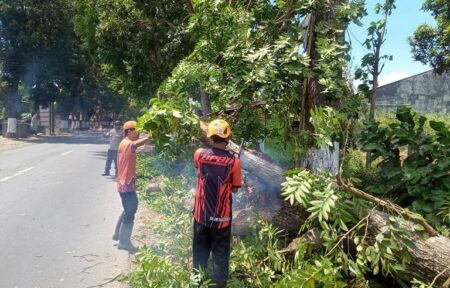 Pohon Tumbang Halangi Akses Jalan Bondowoso – Situbondo