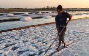 Dilema Petani Garam Sampang, Panen Melimpah tapi Harga Anjlok