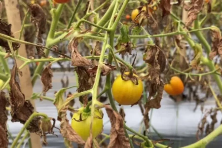 Harga Tomat Anjlok, Petani Madiun Merugi
