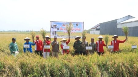 Bupati Mojokerto, Ikfina Fahmawati saat panen Raya Padi Semi Organik di Desa Betro, Kecamatan Kemlagi, Kabupaten Mojokerto. [Foto : ist]