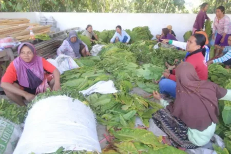 Dilema Petani Tembakau Magetan Hadapi Musim Panen Raya
