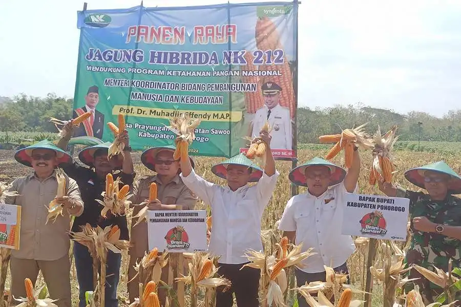 Menko PMK Muhadjir didampingi Bupati Ponorogo Sugiri Sancoko memanen jagung di area persawahan Desa Prayungan Kecamatan Sowoo. (Foto/Endra Dwiono/Beritajatim.com)