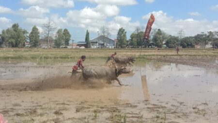 Meriahnya Balap Kerbau di Lumajang Rayakan HUT ke-79 RI foto beritajatim