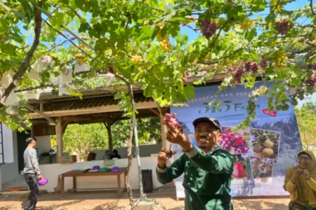 Anggota DPRD Tuban Sukses Budidaya Anggur Impor Impor Tuban