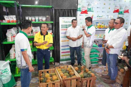 Melalui Kampung Makmur, Panen Petani Nanas di Kediri Meningkat Drastis foto beritajatim