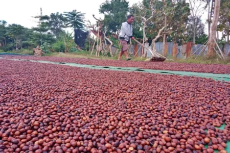 Muncul dalam Debat Paslon Pilkada Jember, Inilah Fakta Hubungan Kopi dan Kesehatan