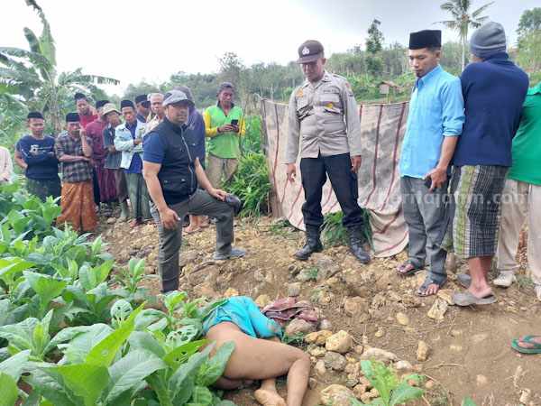 Mayat laki-laki di tengah sawah di Desa Soddara Pasongsongan