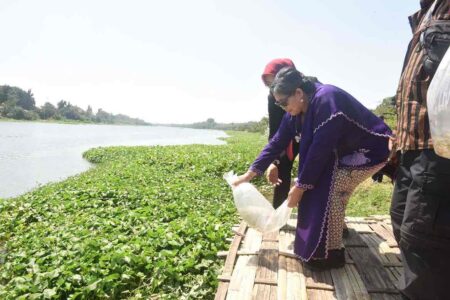 HUT ke-79 RI, Pj Wali Kota Kediri Tebar 35.000 Benih Ikan di Sungai Brantas foto berita
