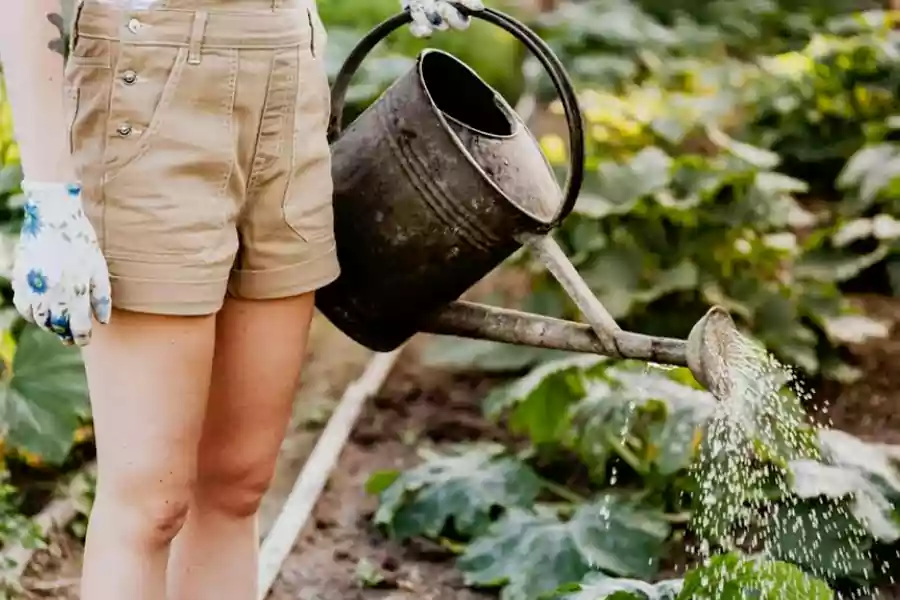 Ilustrasi berkebun. (Pexels/Karolina Kaboompics)