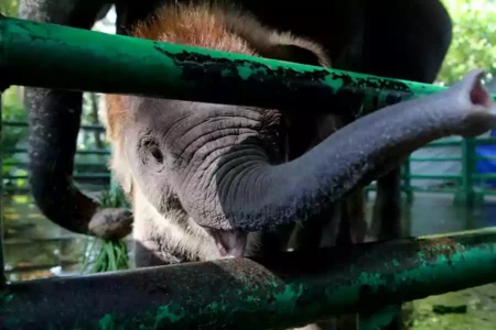 KBS Kedatangan Penghuni Baru, Bayi Gajah Imut Diberi Nama Rocky Balboa Penghuni baru KBS seekor bayi gajah Sumatera yang diberi nama Rocky Balboa.