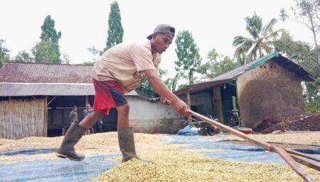 Seorang pekerja menjemur kopi di Desa Sumbergading, Kecamatan Sumberwringin, Kabupaten Bondowoso. (Deni Ahmad Wijaya/Beritajatim.com)