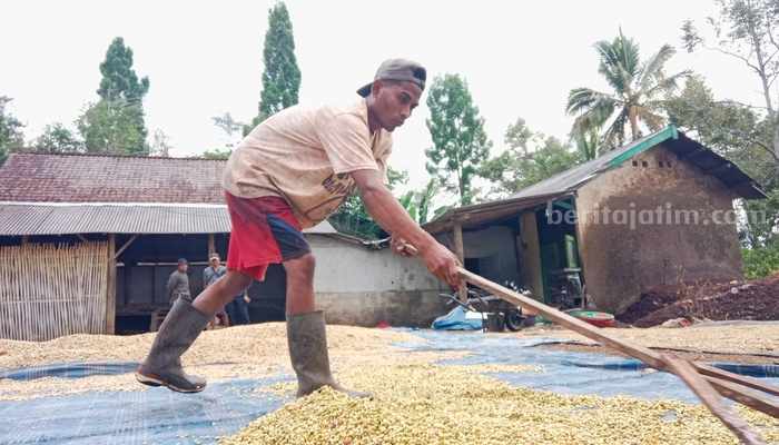 Seorang pekerja menjemur kopi di Desa Sumbergading, Kecamatan Sumberwringin, Kabupaten Bondowoso. (Deni Ahmad Wijaya/Beritajatim.com)