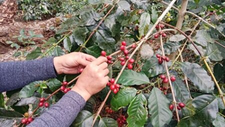 Perhutani Bondowoso Yakin Target Rp3,7 Miliar Terpenuhi foto beritajatim