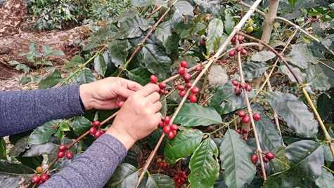 foto beritajatim