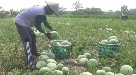 Cuan Segar Petani Semangka di Jombang saat Musim Kemarau foto beritajatim