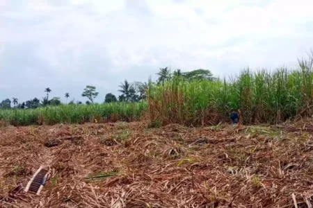 Kualitas Produksi Naik, Petani Tebu di Bondowoso Tuai Manisnya Harga Gula Aktifitas panen tebu di Desa Grujugan Lor, Kecamatan Jambesari Darusollah, Kabupaten Bondowoso, Kamis (1/8/2024). (Deni Ahmad Wijaya/BeritaJatim.com)