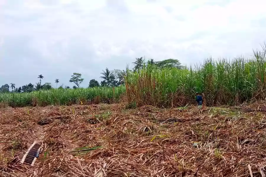 Aktifitas panen tebu di Desa Grujugan Lor, Kecamatan Jambesari Darusollah, Kabupaten Bondowoso, Kamis (1/8/2024). (Deni Ahmad Wijaya/BeritaJatim.com)