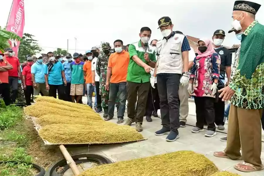 Bupati Lamongan, Yuhronur Efendi, saat meninjau hasil panen tembakau.