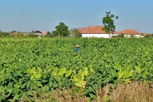 Harga Tembakau Rajang di Sampang Capai Rp 80 Ribu per Kilogram di Masa Panen Raya 2024 Tembakau Rajang