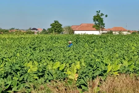 Tembakau Rajang