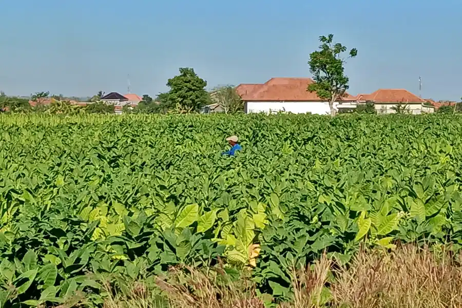 Tembakau Rajang