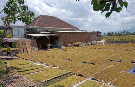 Pakai Metode Pranoto Mongso, Begini Nasib Tembakau Bondowoso, APTI Khawatir