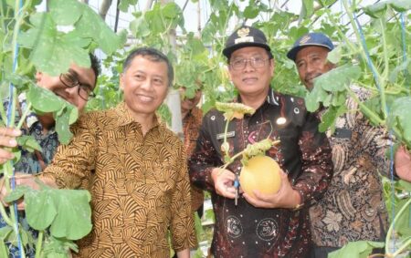 Melon Salah Satu Holtikultura Unggulan Lamongan