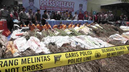 Polres Lumajang Ungkap Jaringan Narkoba Luas, Ribuan Batang Pohon Ganja Dimusnahkan