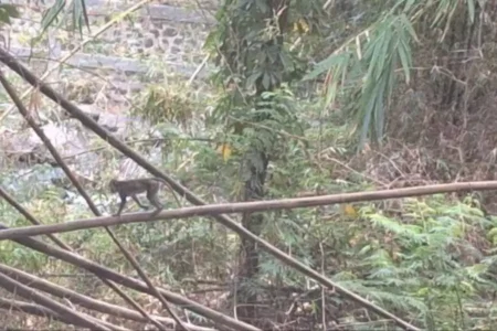 Monyet Liar Resahkan Warga Sidomukti Magetan