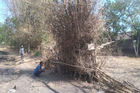 Misteri Barongan Bambu Berdiri Sendiri Gegerkan Warga Tongas Wetan Probolinggo Misteri Barongan Bambu Berdiri Sendiri Gegerkan Warga Tongas Wetan, Probolinggo