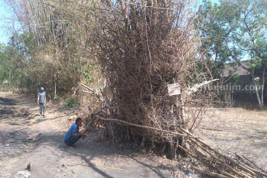 Misteri Barongan Bambu Berdiri Sendiri Gegerkan Warga Tongas Wetan, Probolinggo