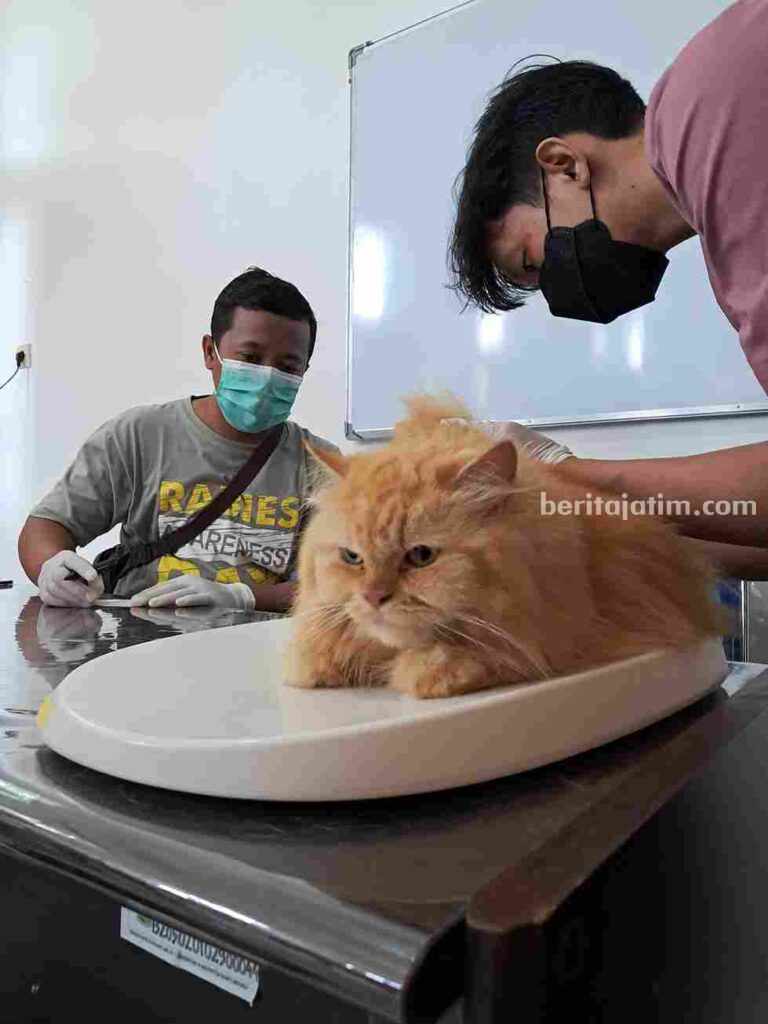 Petugas Dinas Pertanian dan Pangan Banyuwangi Buru Hewan Liar, Antisipasi Rabies