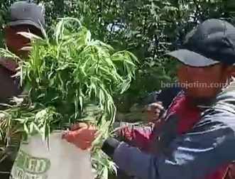 Petugas Gabungan di Lumajang Bongkar Ladang Ganja di Lereng Semeru foto beritajatim